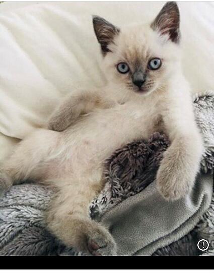 Kimba