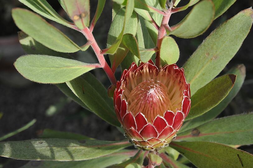 Die Gattung Protea wird auf Deutsch auch Zuckerbusch, Kaprose oder Federbusch genannt. Sie umfasst über 100 Arten, kommt nur in Afrika vor und zählt zur Familie der Silberbaumgewächse.