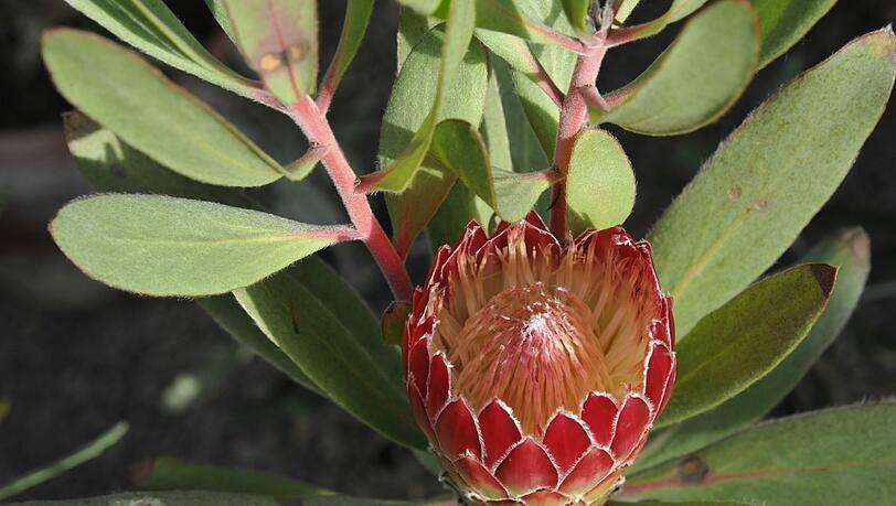 Die Gattung Protea wird auf Deutsch auch Zuckerbusch, Kaprose oder Federbusch genannt. Sie umfasst über 100 Arten, kommt nur in Afrika vor und zählt zur Familie der Silberbaumgewächse. Die Gattung Protea wird auf Deutsch auch Zuckerbusch, Kaprose oder Federbusch genannt. Sie umfasst über 100 Arten, kommt nur in Afrika vor und zählt zur Familie der Silberbaumgewächse.