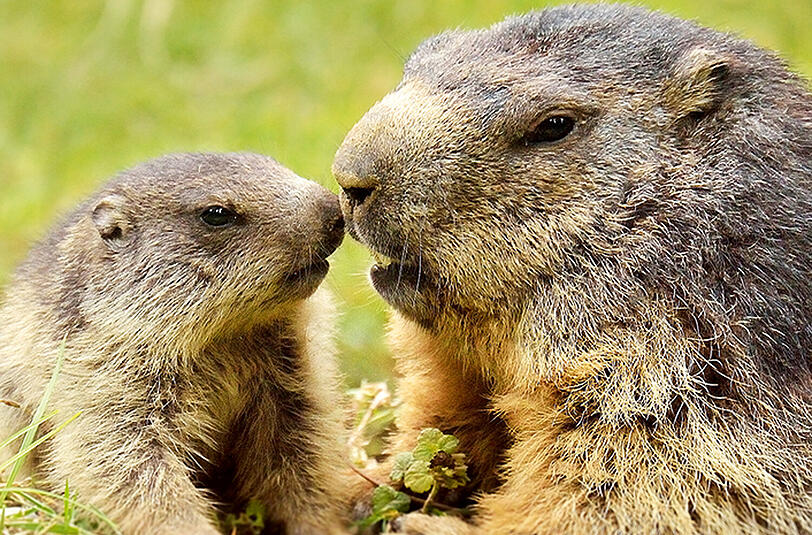Mama ist doch die Beste &ndash; das ist bei den Murmeltieren nicht anders als bei den Menschen.