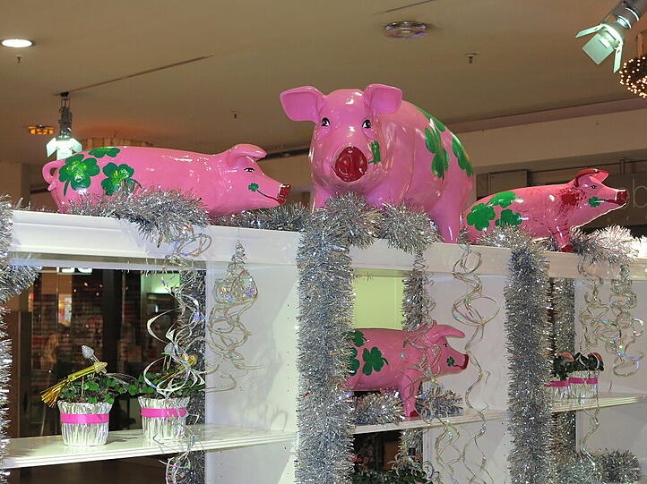 Pech gehabt: Das Einohrschwein.