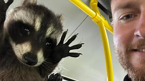 Ein Polizist hält den kleinen Waschbären in einem Bus in die Kamera.
