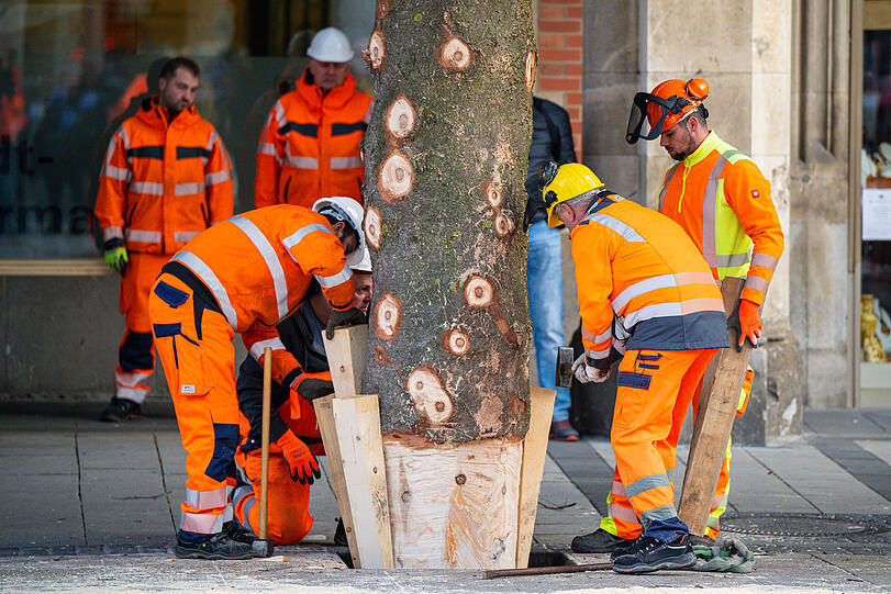 Arbeiter der Stadt befestigen den Stamm des Weihnachtsbaums, der kurz zuvor auf dem Marienplatz aufgestellt wurde, mit Holzkeilen.