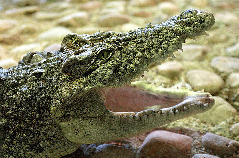 In Australien ist ein Fischer von einem Krokodil gefressen worden! (Symbolbild)