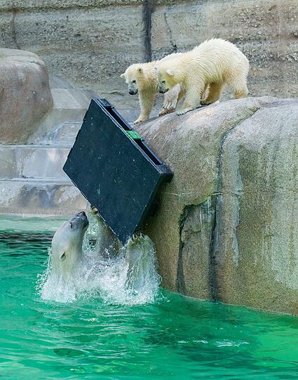 Ältere Bilder der Eisbären-Zwillinge!