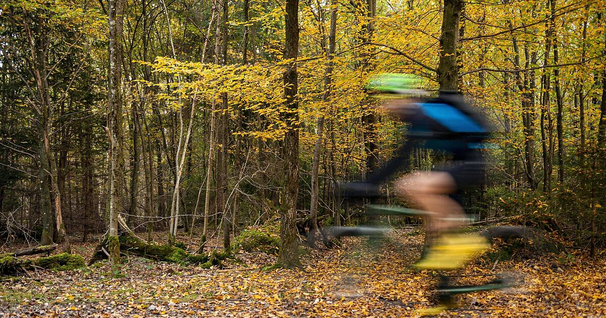 Argument among cyclists in Perlacher Forst ends in serious fall