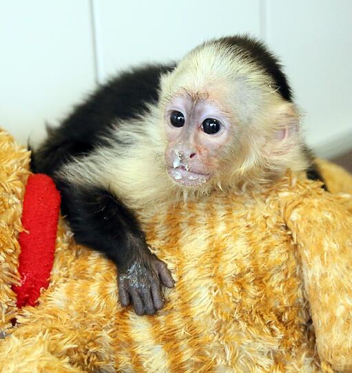 So süß: Der Affe "Mally" von Justin Bieber wartet im Tierheim