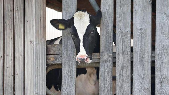 Eine Kuh in einem landwirtschaftlichen Großbetrieb streckt ihren Kopf durch die Holzlatten eines Stalls. Foto: Karl-Josef Hildenbrand/Archiv