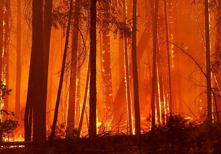 Die Einsatzkräfte der Feuerwehr kämpfen gegen die gewaltige Feuersbrunst, die sich ihren Weg bis zum weltbekannten Yosemite-Nationalpark gebahnt hat. Auch der Park ist von den Flammen bedroht.