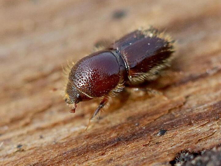 Borkenkäfer haben im vergangenen Jahr in vielen deutschen Wäldern enorme Schäden angerichtet.