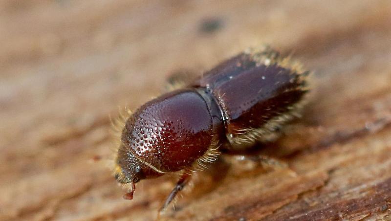 Borkenkäfer haben im vergangenen Jahr in vielen deutschen Wäldern enorme Schäden angerichtet. Borkenkäfer haben im vergangenen Jahr in vielen deutschen Wäldern enorme Schäden angerichtet.