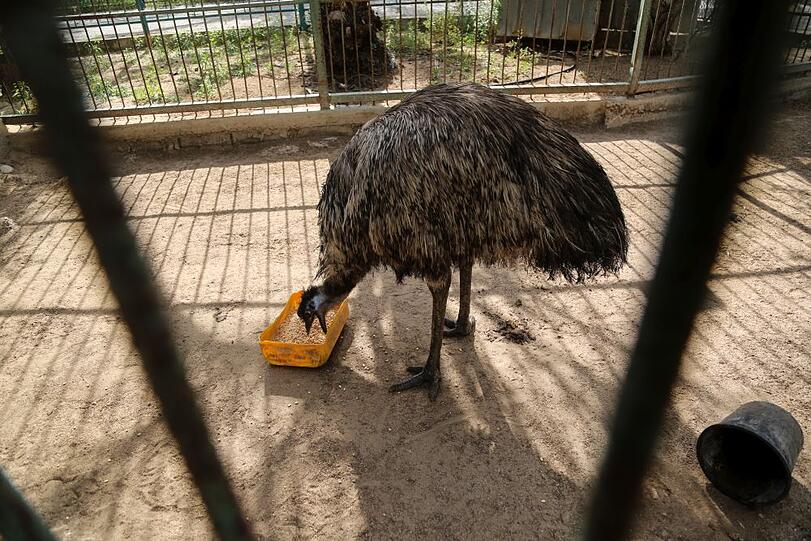 Er hat das Grauen ebenfalls überstanden: der letzte Emu aus dem &bdquo;South Forest Park&ldquo; im Gaza-Streifen.