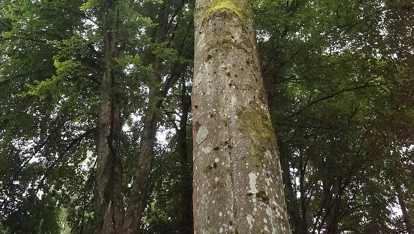 Unbekannte haben auf dem Waldfriedhof Haar Bäume vergiftet. Unbekannte haben auf dem Waldfriedhof Haar Bäume vergiftet.