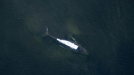 Von einem Flugzeug aus sind der Buckelwal und die T&uuml;cher auf seinem R&uuml;cken gut zu sehen.