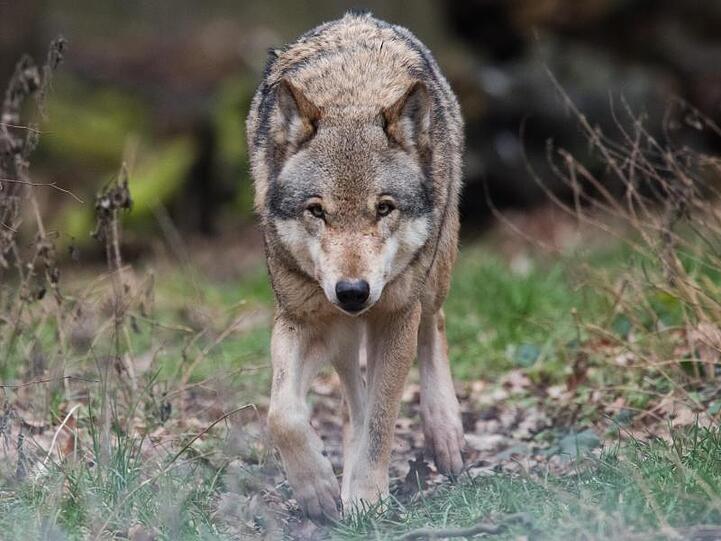 Naturschützter freut es, Schafhirten sind in Sorge: In vielen Regionen Deutschlands hat sich wieder der Wolf angesiedelt.