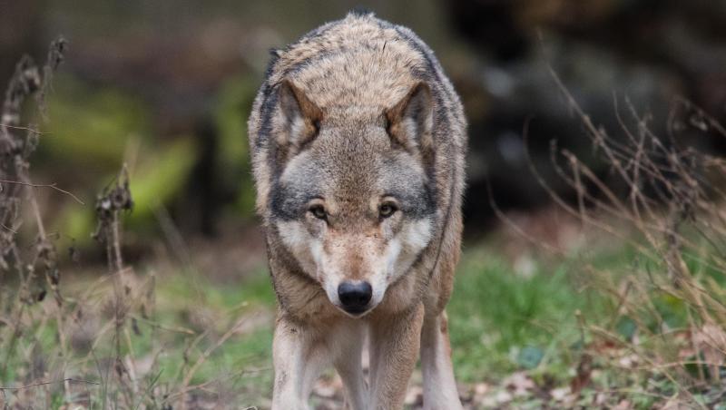 Naturschützter freut es, Schafhirten sind in Sorge: In vielen Regionen Deutschlands hat sich wieder der Wolf angesiedelt. Naturschützter freut es, Schafhirten sind in Sorge: In vielen Regionen Deutschlands hat sich wieder der Wolf angesiedelt.