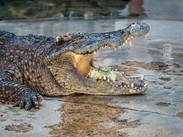 Das etwa 1,5 Meter lange und rund 15 Kilogramm schwere Krokodil gehörte zur seltenen Art der Philippinen-Krokodile.
