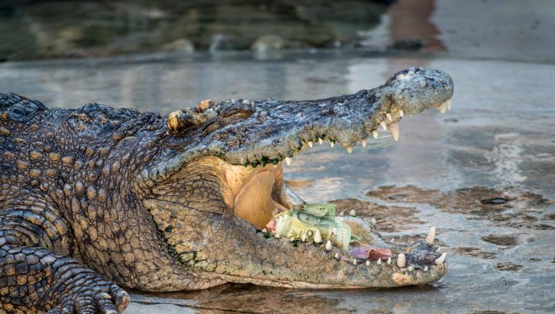 Das etwa 1,5 Meter lange und rund 15 Kilogramm schwere Krokodil gehörte zur seltenen Art der Philippinen-Krokodile. Das etwa 1,5 Meter lange und rund 15 Kilogramm schwere Krokodil gehörte zur seltenen Art der Philippinen-Krokodile.
