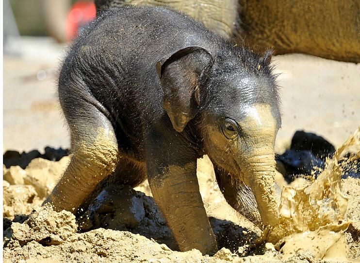 Hier war Ludwig noch etwas kleiner. Am 6. Mai 2011 kam der kleine Elefant zur Welt.
