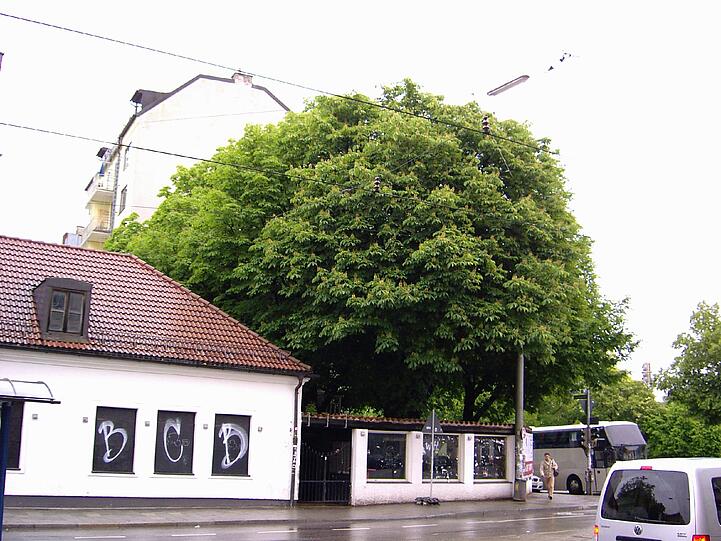 Für diese Kastanie im Ruby Biergarten soll demonstriert werden.