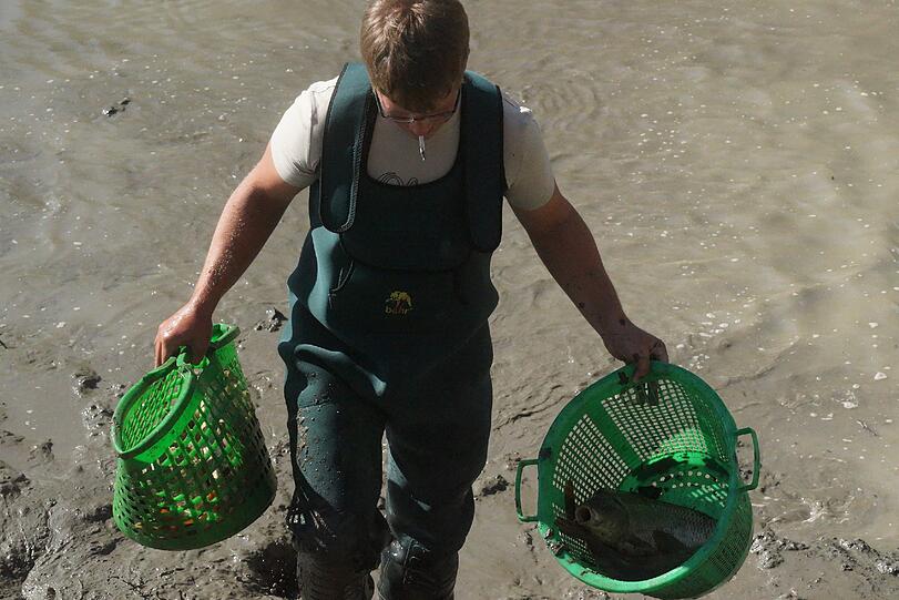 Fische werden lebend aus dem Wasser geholt.
