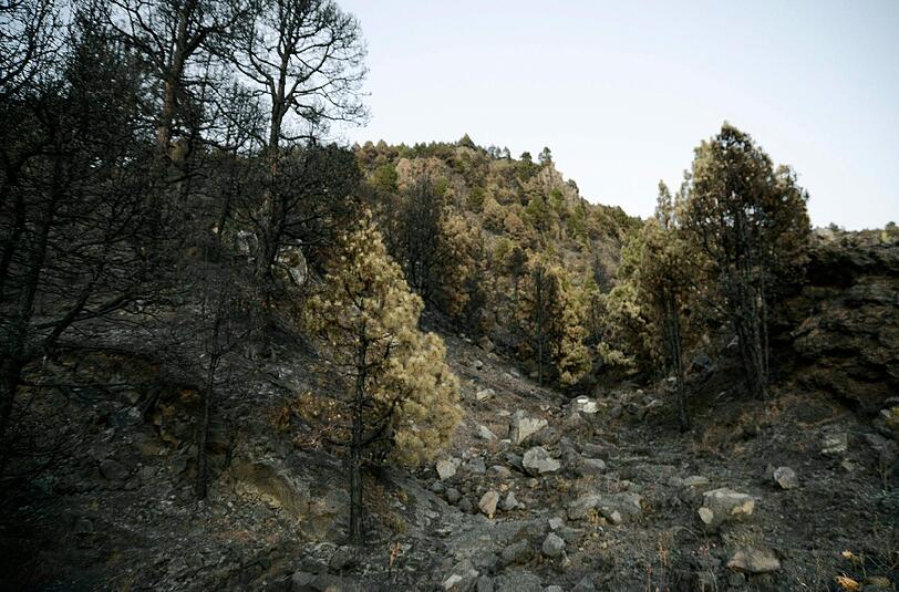 Bei dem schweren Waldbrand auf La Palma sind tausende Hektar zerstört worden. Foto: Miguel Calero