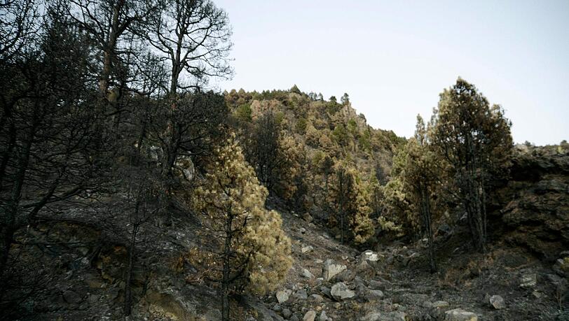 Bei dem schweren Waldbrand auf La Palma sind tausende Hektar zerstört worden. Foto: Miguel Calero Bei dem schweren Waldbrand auf La Palma sind tausende Hektar zerstört worden. Foto: Miguel Calero