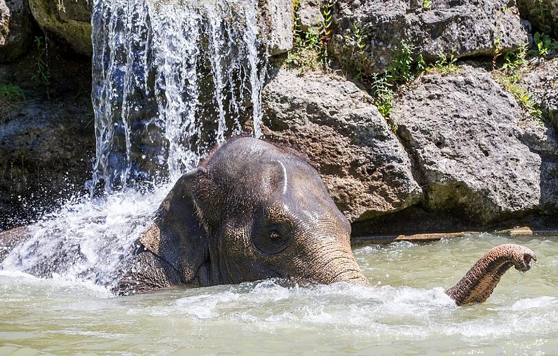Juli 2015: Elefant Panang trotzt der Hitze unter dem Wasserfall.