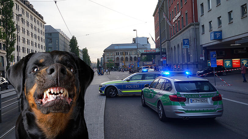 Mitten in der Stadt beim Hauptbahnhof hat Hund Pascha am Samstag fünf Menschen angegriffen.