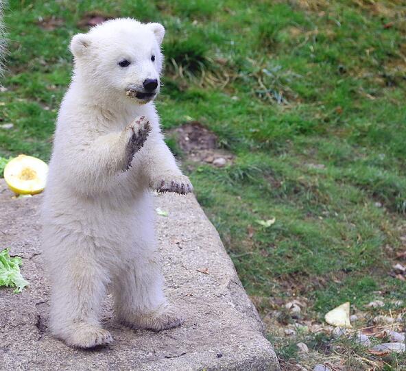 Die Eisbärenbabys begeistern die Besucher vom Tierpark Hellabrunn.