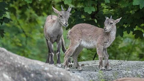 Trapattoni und Theo tollen im Tierpark herum.