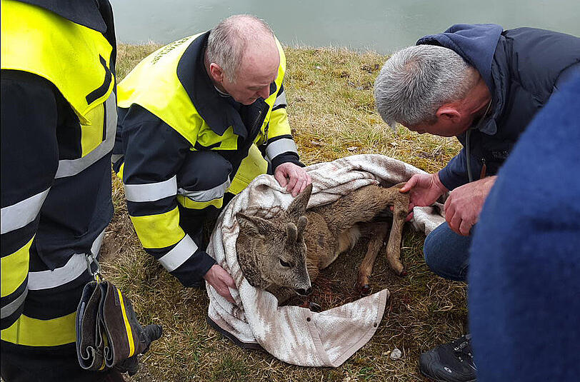 Bei Waldkraiburg wurde ein Reh aus dem Innkanal gerettet.