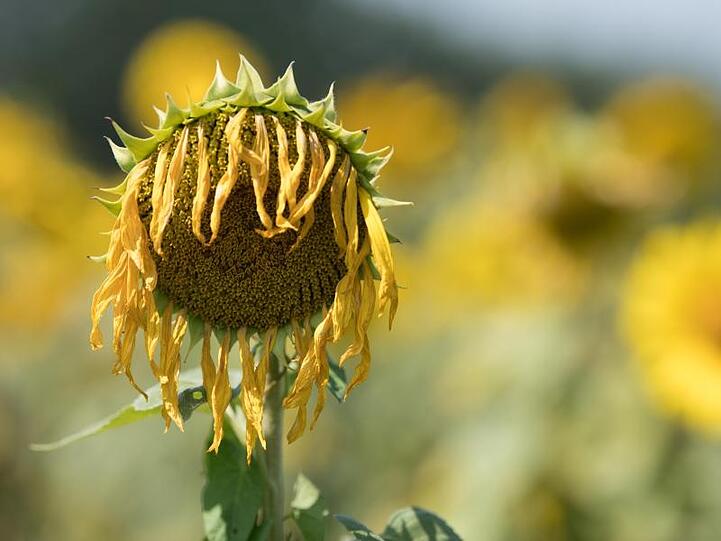 Zu viel Sonne für die Sonnenblume.