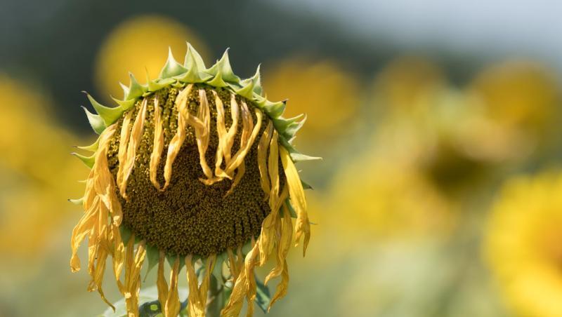 Zu viel Sonne für die Sonnenblume. Zu viel Sonne für die Sonnenblume.