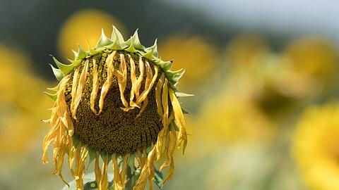 Zu viel Sonne für die Sonnenblume.