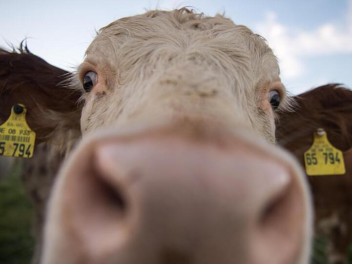 Eine Kuh schaut in die Kamera. Foto: picture alliance / Sebastian Gollnow/dpa/Symbolbild