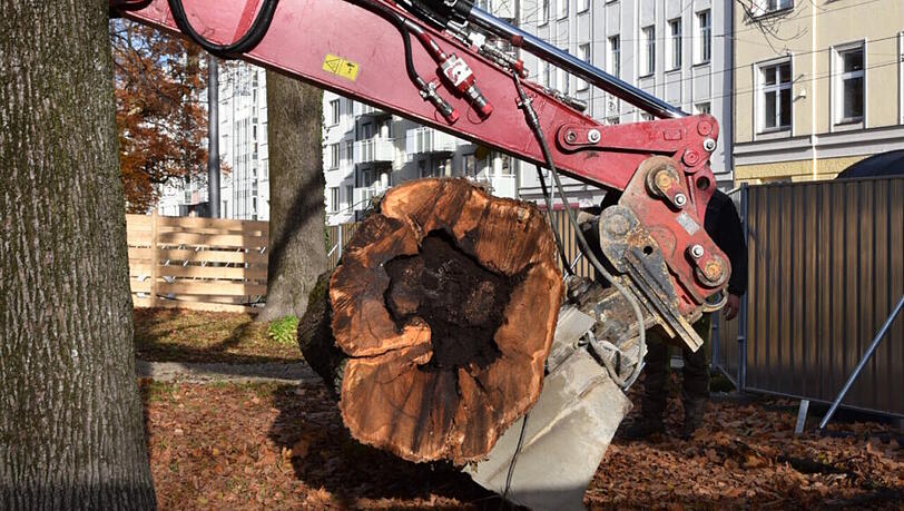 Inzwischen sind bereits 34 Bäume gefällt  worden, sieben weitere sollen folgen.