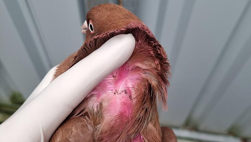 Die Experten vom LBV entdeckten auch rosa Farbe im Nacken des Vogels.