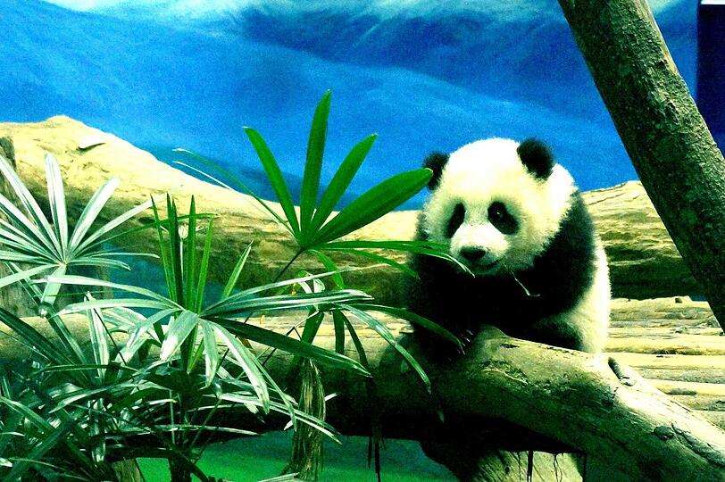 Zum ersten Mal vor Publikum: Die kleine "Yuan Zai" turnt durch das Gehege.