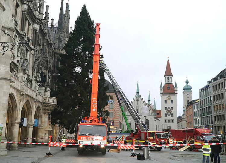 Der Christbaum kommt aus Bad Kohlgrub in den Ammergauer Alpen.