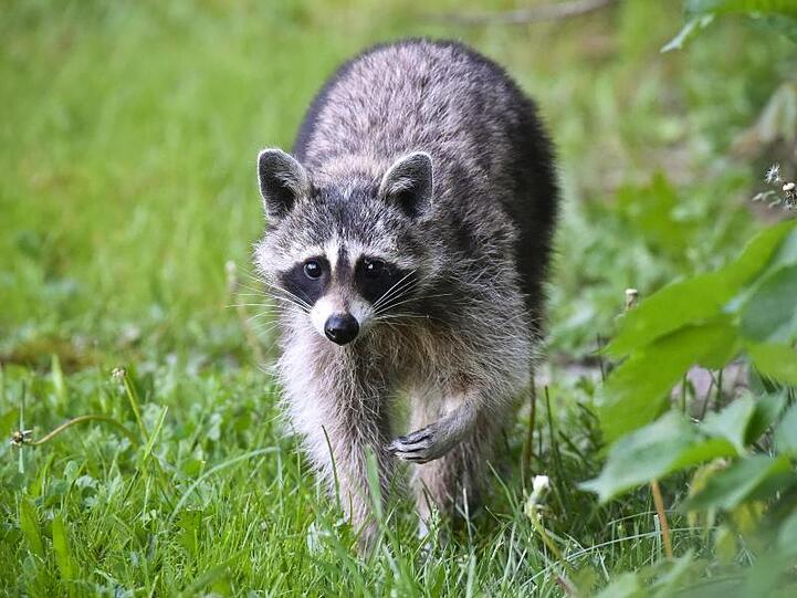 Ein Waschbär läuft über eine Wiese. Foto: Patrick Pleul/Archiv