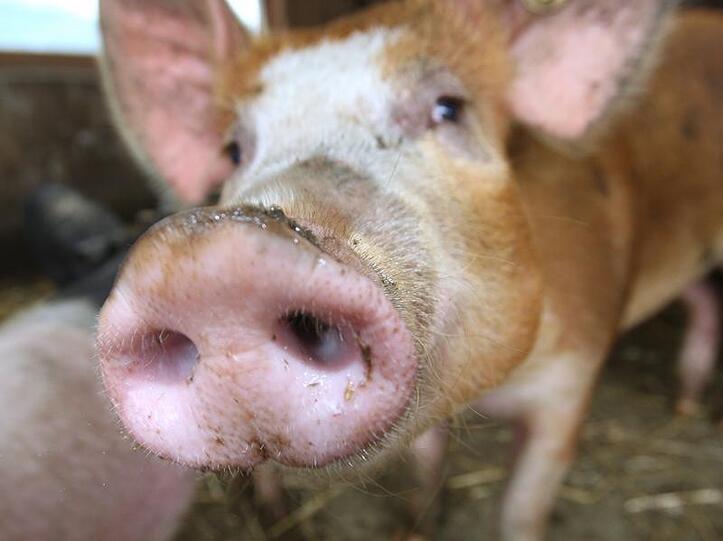 Schweine sollten für militärische Zwecke schwer verletzt werden.