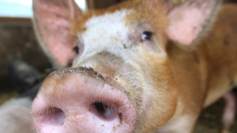 Schweine sollten für militärische Zwecke schwer verletzt werden. Schweine sollten für militärische Zwecke schwer verletzt werden.