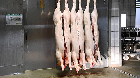 Am Freitag wurden letztmals Schweine im Schlachthof geschlachtet. (Symbolbild)