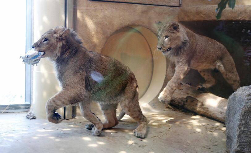 Zwei einjährige Löwenjungs wohnen seit einigen Tagen im Tierpark Hellabrunn. Und der TSV 1860 hat für sie eine Patenschaft übernommen. Klicken Sie durch die besten Aufnahmen von den verspielten Tieren!