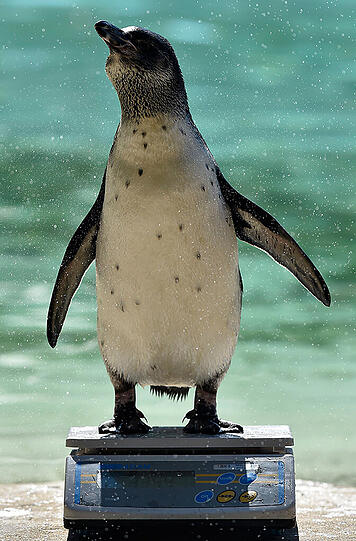 Um zu ihrem Futter zu gelangen, wurden die Pinguine über die Waage umgeleitet.