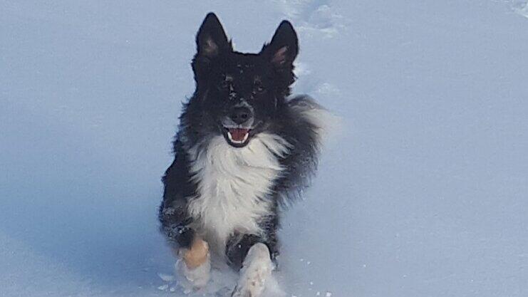 Eddie