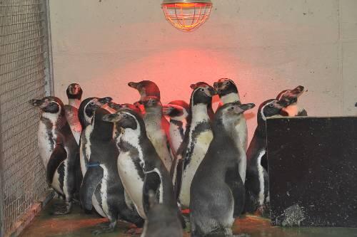 Brauchen behaglichere Temperaturen: Die Pinguine im Nürnberger Tiergarten drängen sich unter einer Wärmelampe.