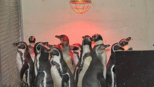 Brauchen behaglichere Temperaturen: Die Pinguine im Nürnberger Tiergarten drängen sich unter einer Wärmelampe. Brauchen behaglichere Temperaturen: Die Pinguine im Nürnberger Tiergarten drängen sich unter einer Wärmelampe.