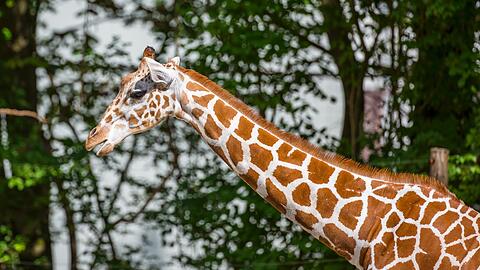 Neuankömmling in Hellabrunn: Giraffen-Dame Taziyah kam am 4. September aus dem Zoo Brno in Tschechien